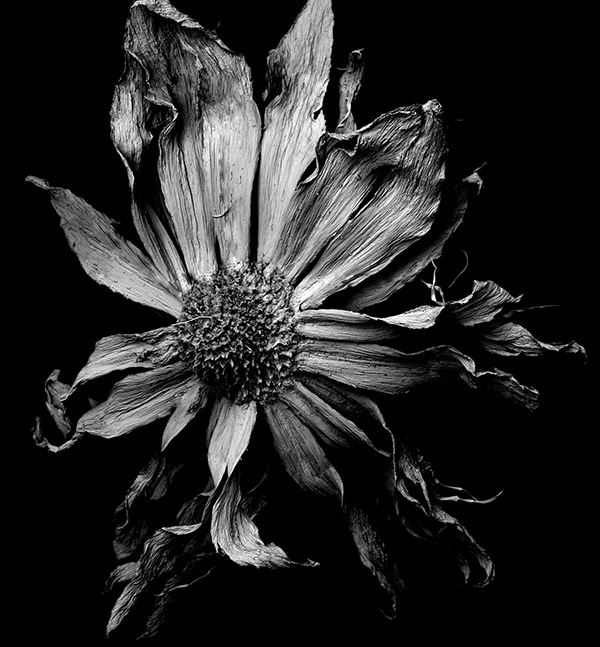 枯萎的花黑白图片图片