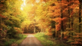秋季森林道路