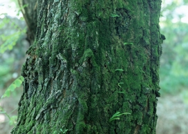 高清晰长满绿叶苔藓的树干壁纸