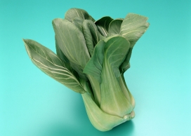 高清晰绿色小白菜壁纸