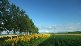 日本北海道田埂田野绿树植物风景