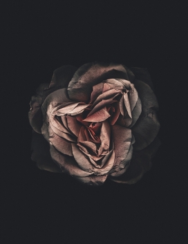 Floral花-植物花插画摄影