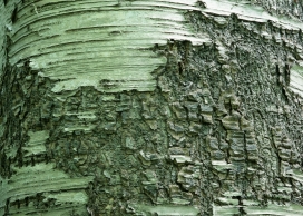 高清晰绿色苔藓树皮壁纸