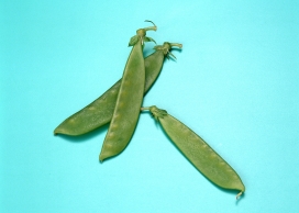 高清晰绿色豌豆扁豆蔬菜壁纸