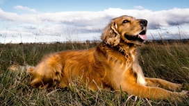 趴在草地上的橙色狗