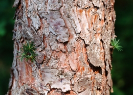 高清晰大松树皮壁纸