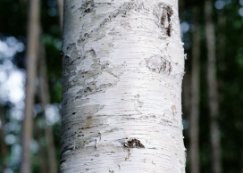 高清晰大白桦树植物壁纸