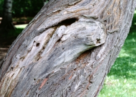 高清晰开裂的大树壁纸