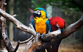 树枝上的两个彩色鹦鹉壁纸