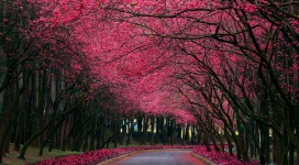 开红花的胡同树