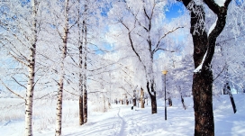 冬季仙境-雪树林自然美景