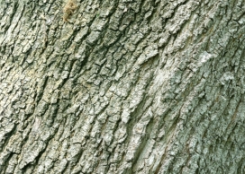 高清晰墨绿疙瘩树皮壁纸