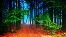 高清晰树林红土路