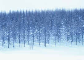 高清晰冬季雪树林壁纸