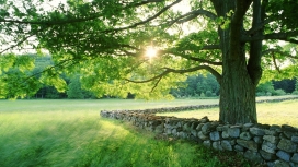 石墙树-阳光照耀下的树