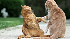 斗猫-两只玩耍的小猫