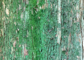 高清晰发绿的树皮壁纸