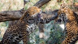 玩耍的美洲虎情侣