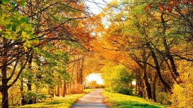 美丽的秋天森林树木路径