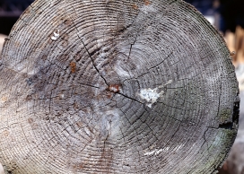 高清晰锯断的大树木