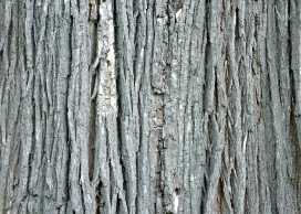 高清晰老树皮壁纸