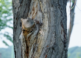 高清晰裂痕树干壁纸