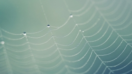 水滴蜘蛛网