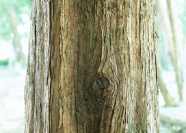 高清晰树干壁纸