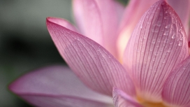 粉红色的粉红莲花