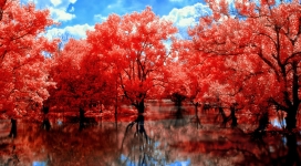 童话湖故事-湖边红树倒影