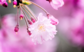 日本八重樱花壁纸