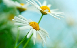 白色的雏菊花