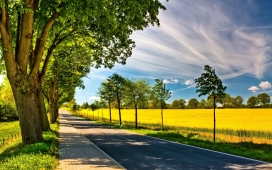 春路-两岸漂亮树的公路