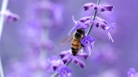 紫色花瓣上采蜜的蜜蜂