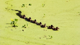 排列整齐玩耍的池塘鸭子