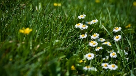 春天的小白花和绿草