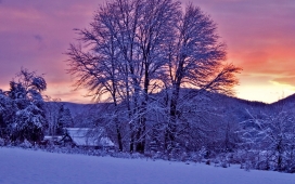 夕阳下的冬天树木