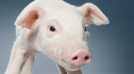 PIG-可爱猪写真摄影