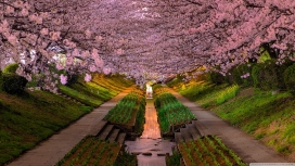 春-粉红树林花园