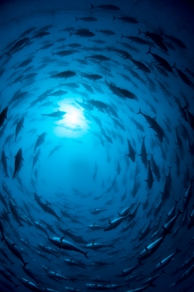 The Underwater World-海底世界