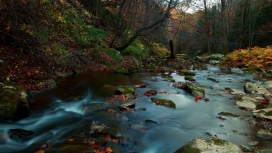 秋季森林小溪石头