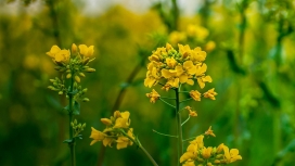 高清晰油菜花写真微距壁纸