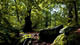 绿色森林苔藓植物壁纸