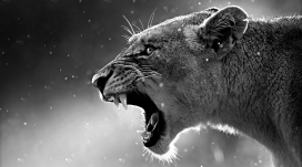 美洲豹猛兽黑白壁纸