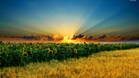 阳光下的向日葵花场