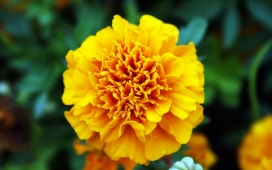 大黄康乃馨鲜花壁纸