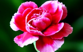 红色康乃馨鲜花壁纸