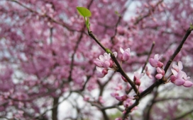盛开的梅花雨嫩绿芽