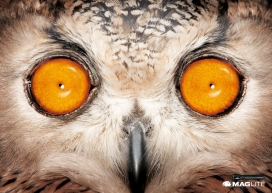 给你一双动物的眼睛-MAG-LITE手电筒平面广告