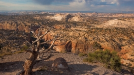沙漠的岩石木材厂